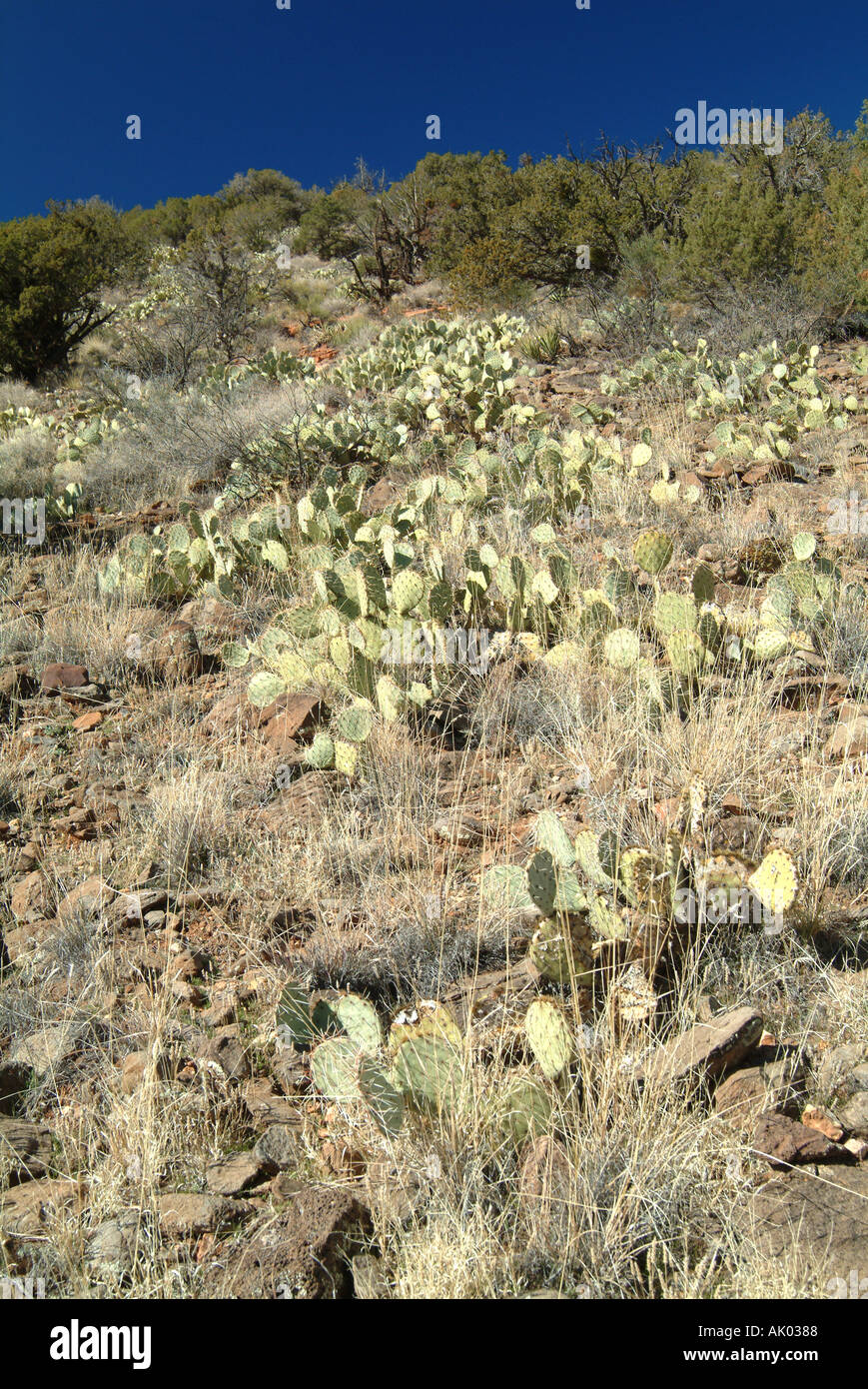 Ficodindia Cacti in Red Rock Country vicino a Sedona in Arizona Stati Uniti America STATI UNITI D'AMERICA Foto Stock