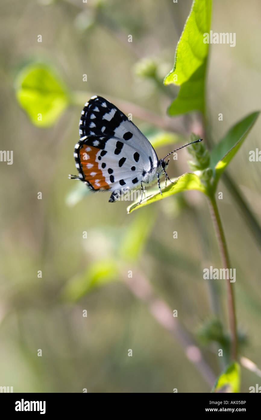 Talicada nyseus. Red Pierrot butterfly nella campagna indiana Foto Stock