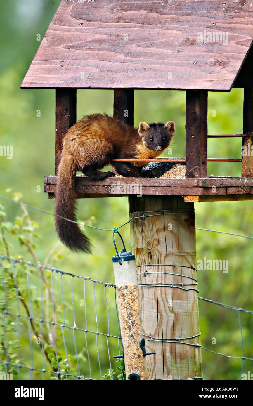 Martora rubare cibo dalla tavola di uccelli, Scotland, Regno Unito Foto Stock