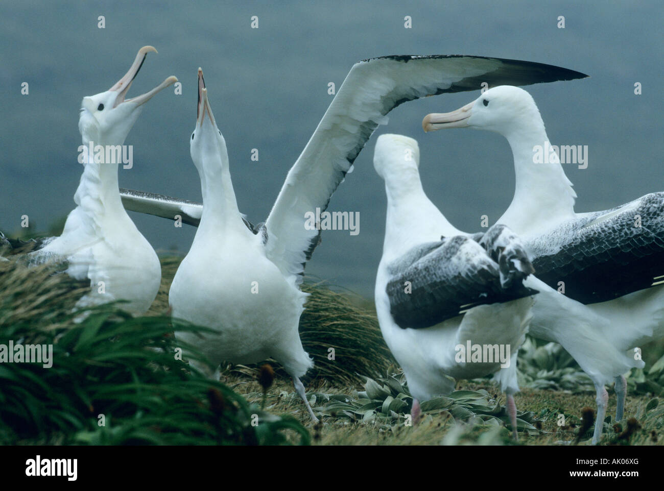 Royal Albatross (Diomedia epomophora) Comportamento Gamming Campbell Island, sub-antartiche della Nuova Zelanda Foto Stock