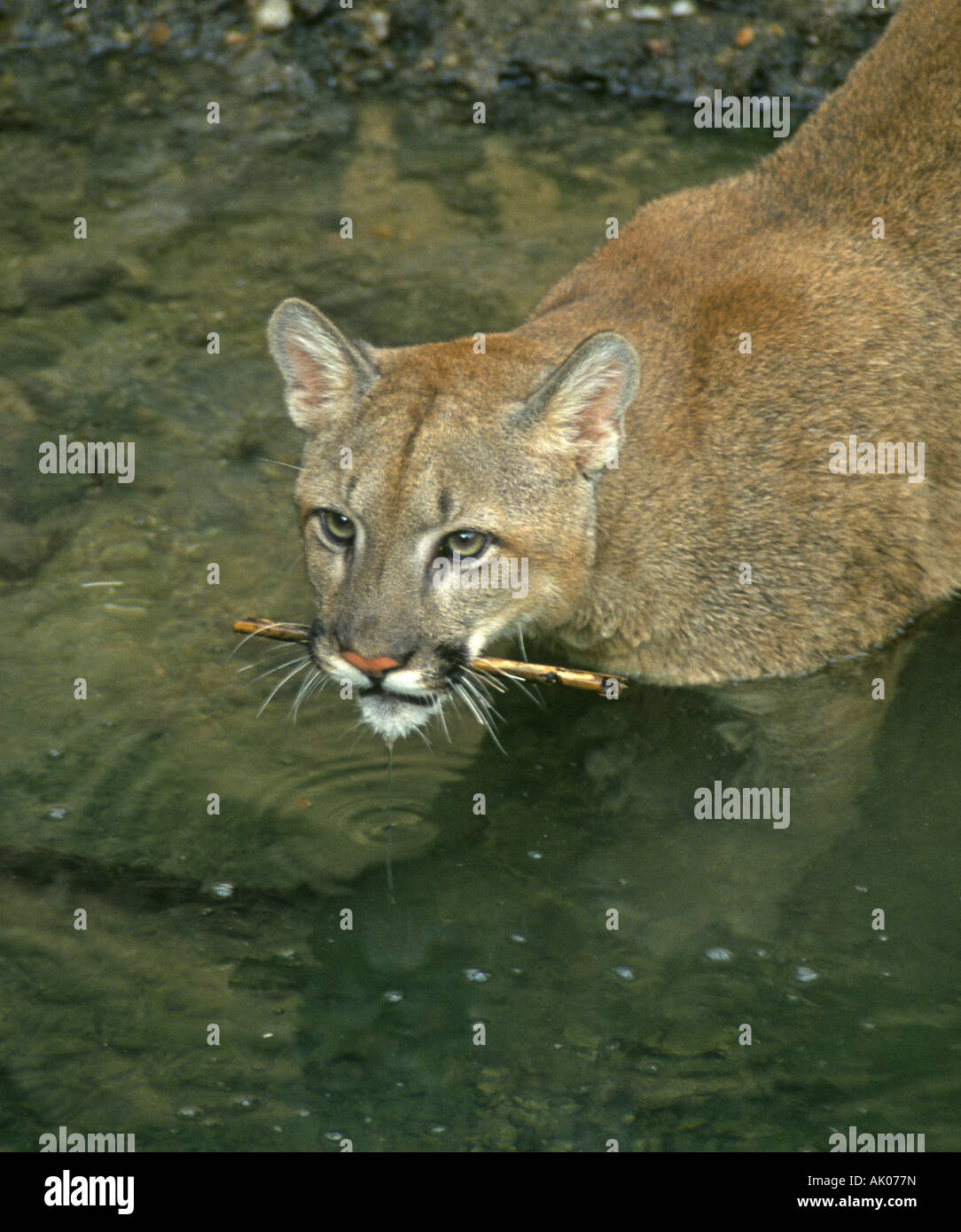 Una foresta panther o cougar nella foresta pluviale del nord della Costa Rica Foto Stock