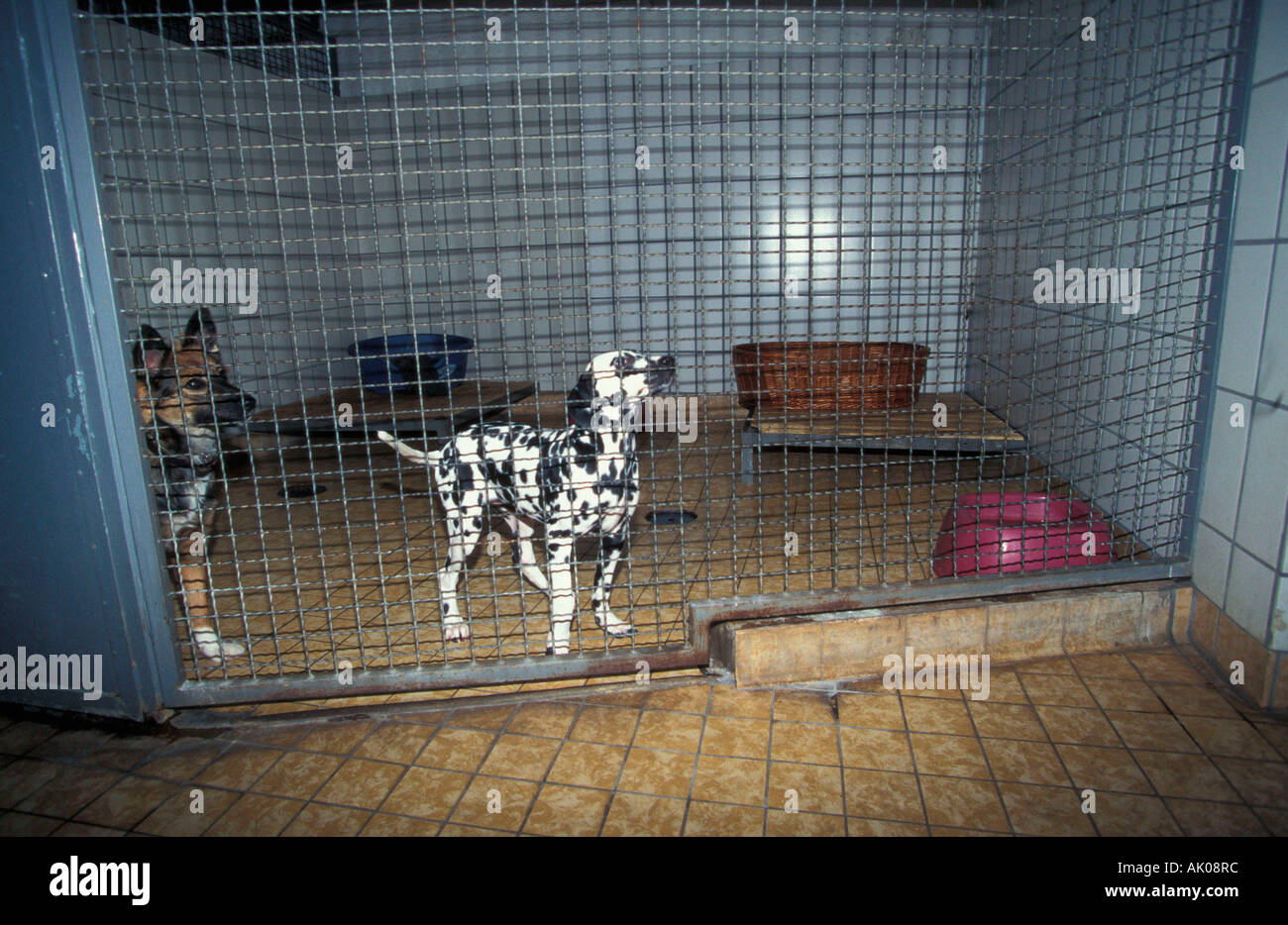 Animal Shelter / Eisenach / Tierheim Foto Stock