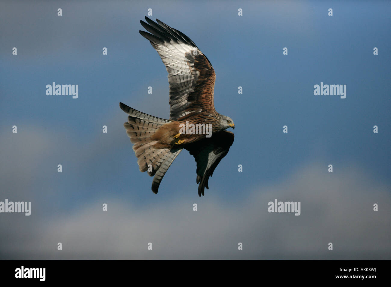 Nibbio reale Milvus milvus volo Galles Foto Stock