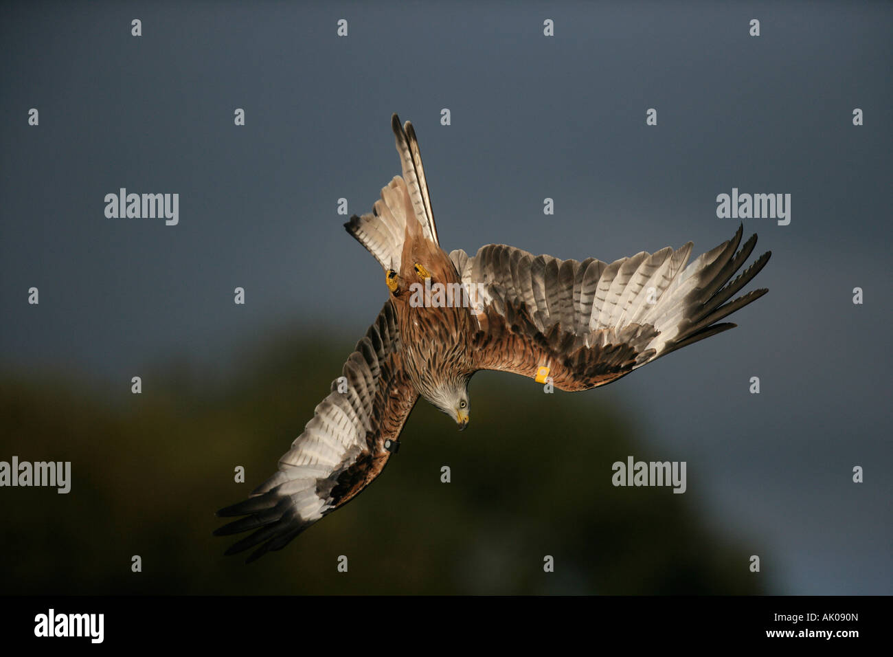 Nibbio reale Milvus milvus volo Galles Foto Stock