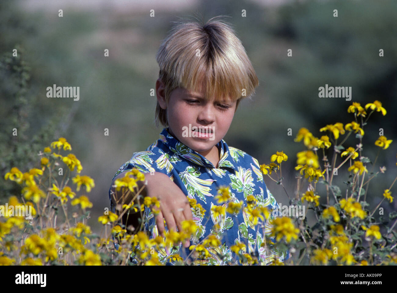Una ragazza giovane e carina da Tucson in Arizona guarda alla strada fiori selvatici nel Parco nazionale del Saguaro Foto Stock
