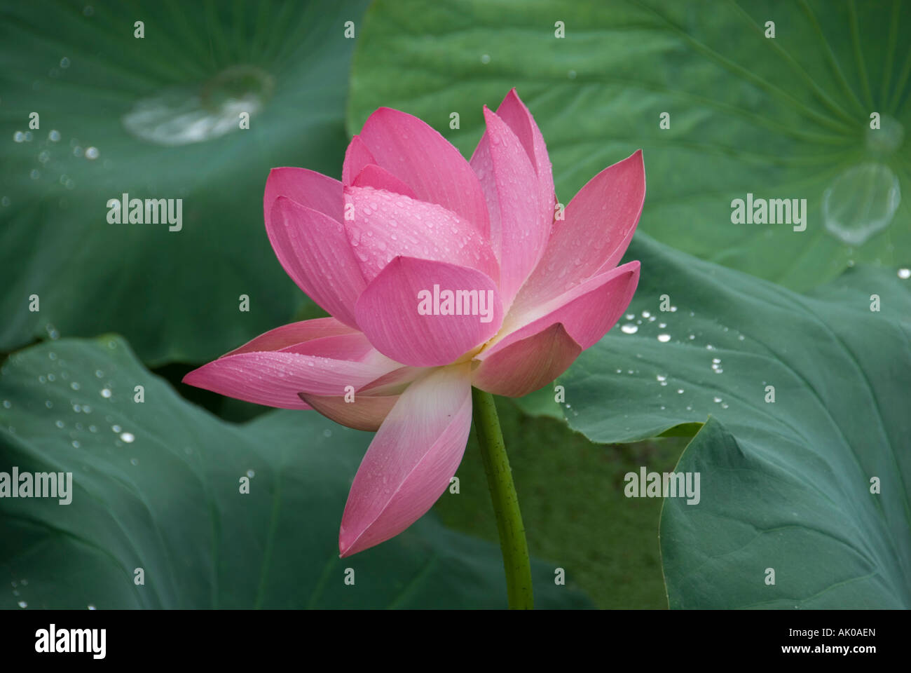 Rosa in fiore fiore di loto nel luglio pioggia Kunming Repubblica Popolare di Cina Foto Stock