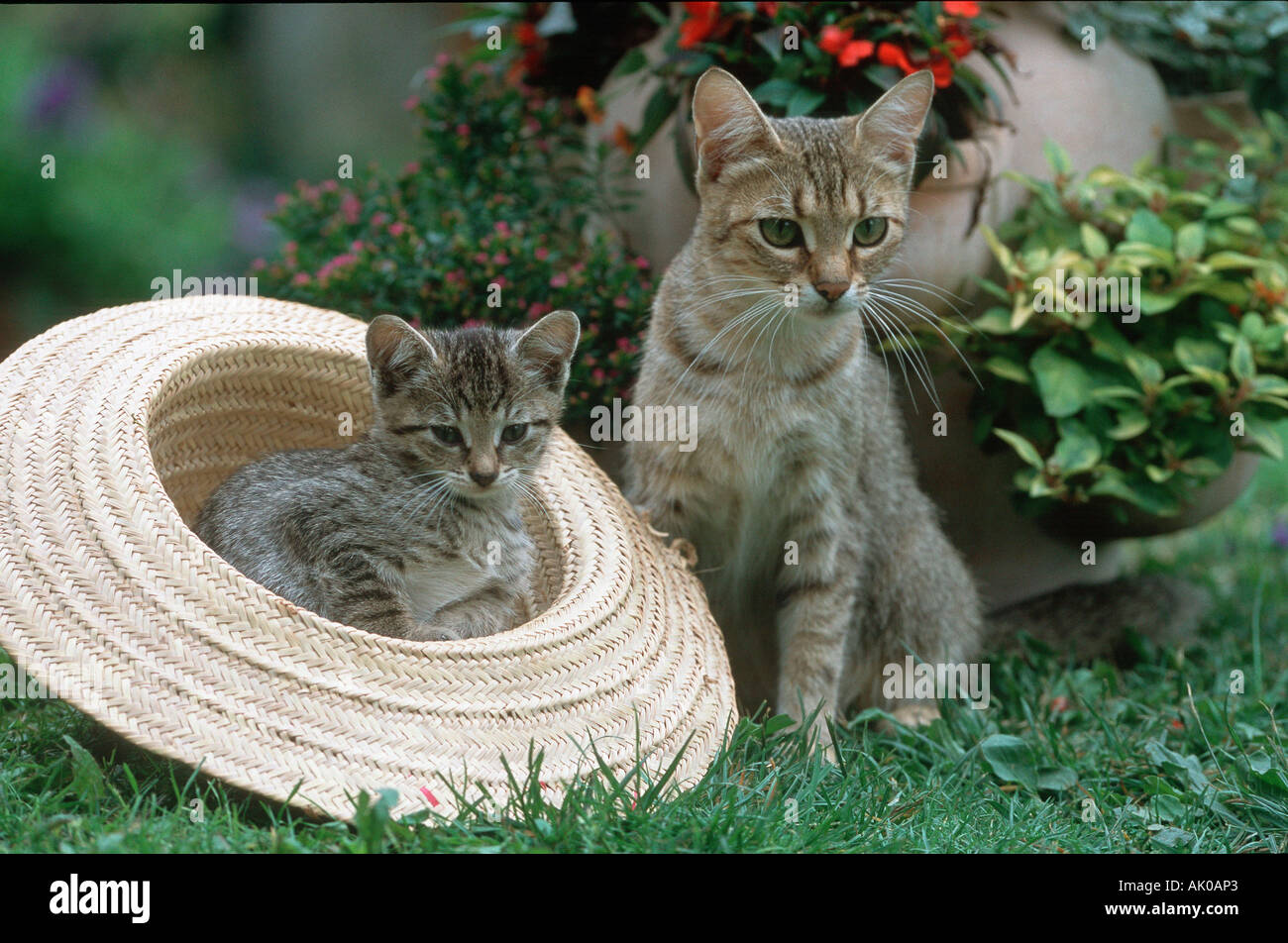 Gatto domestico Foto Stock