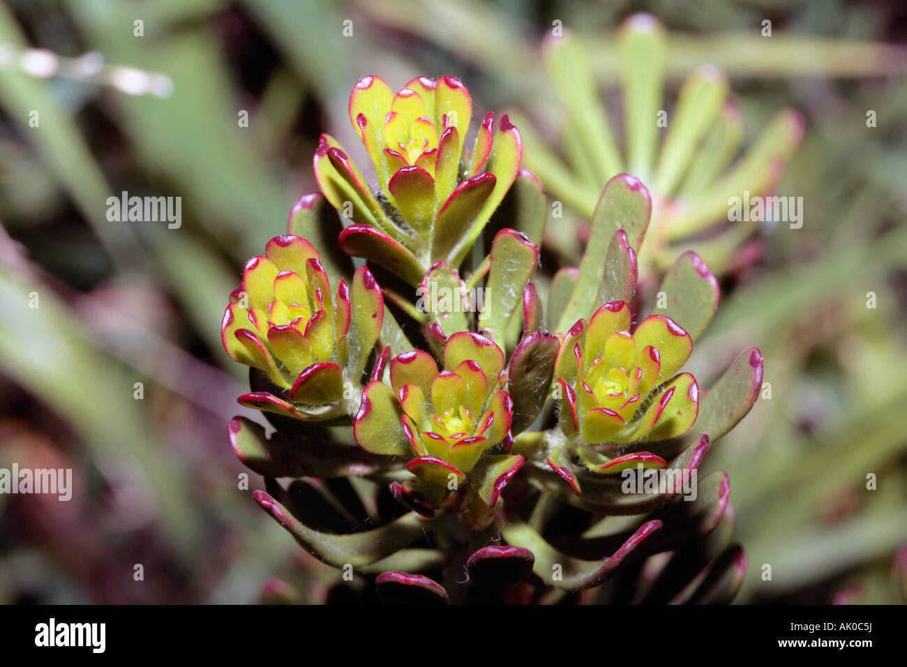 Piante succulente - Crassula ovata Foto Stock