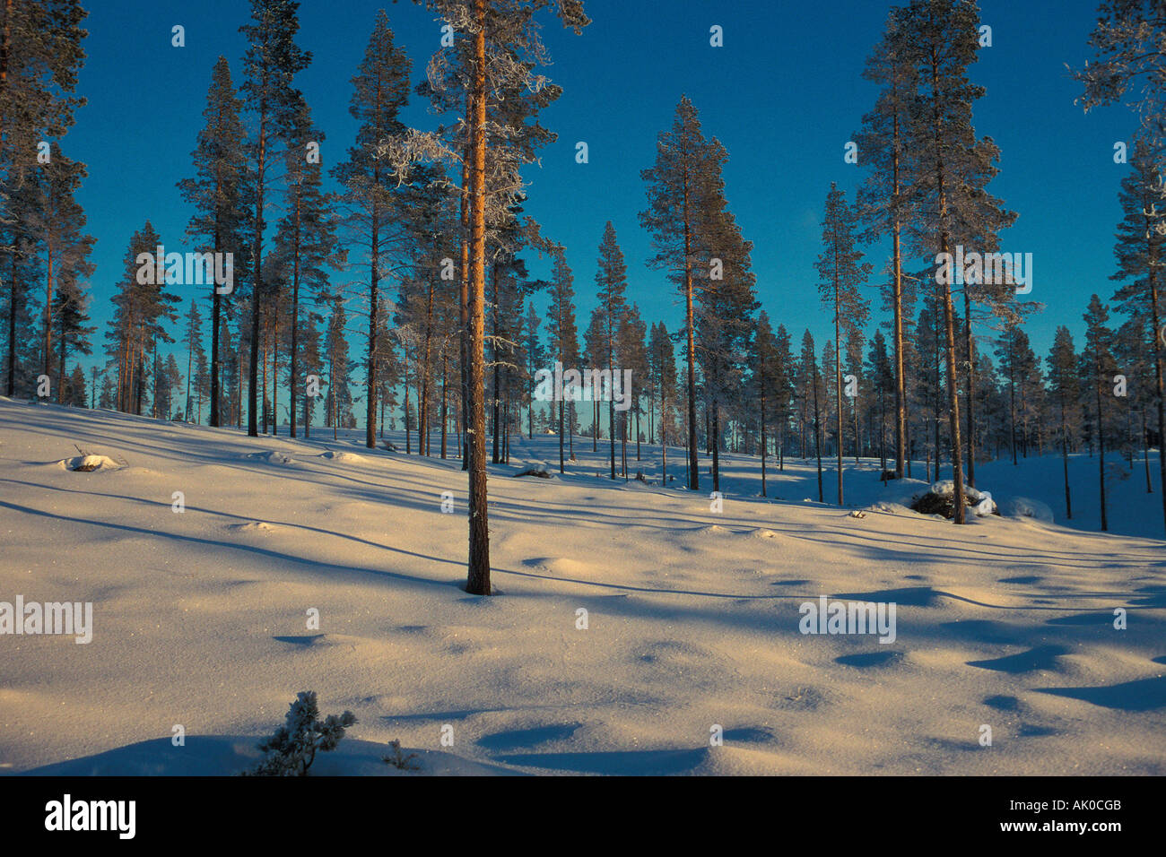 Inverno foresta / Winterwald Foto Stock