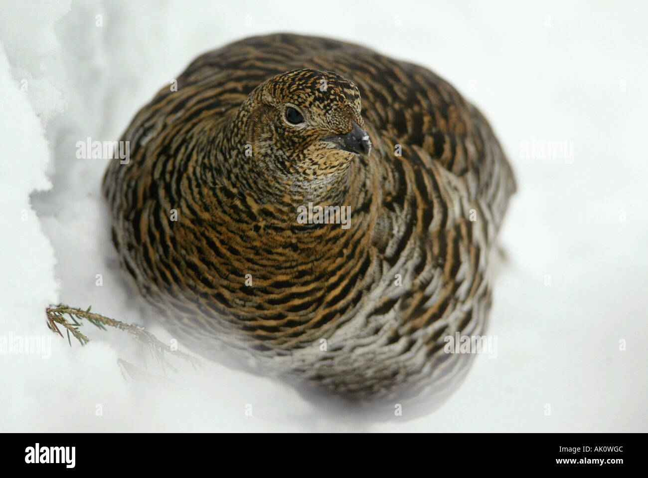 Gallo forcello / Birkhuhn Foto Stock