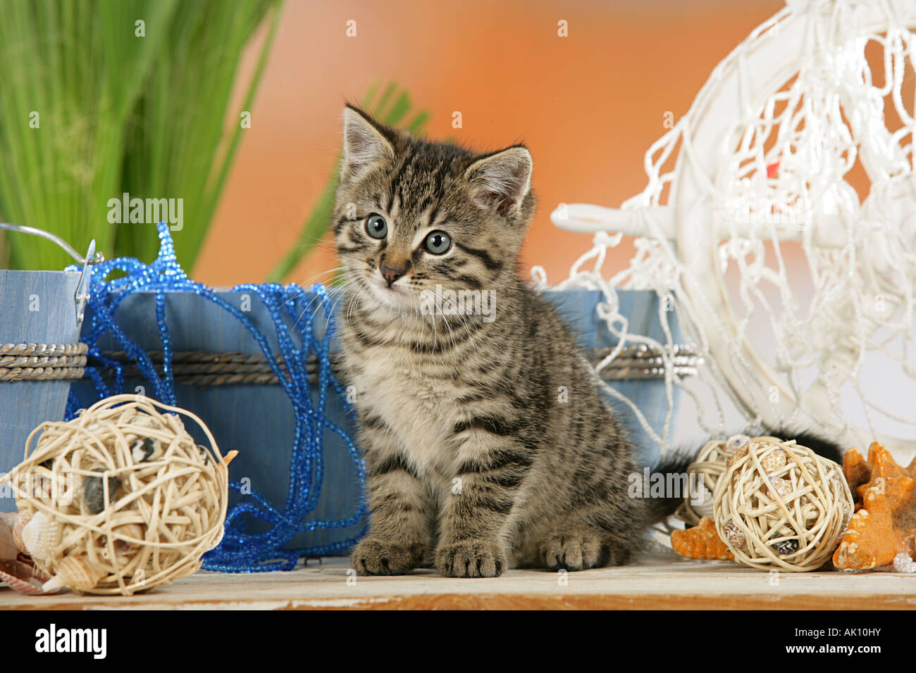 Il gatto domestico - gattino nella parte anteriore delle vasche Foto Stock
