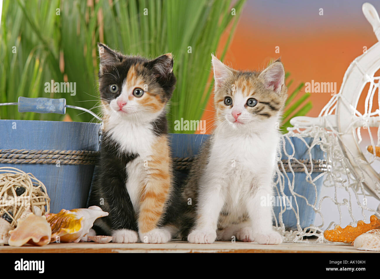 Il gatto domestico - due gattini nella parte anteriore delle vasche Foto Stock