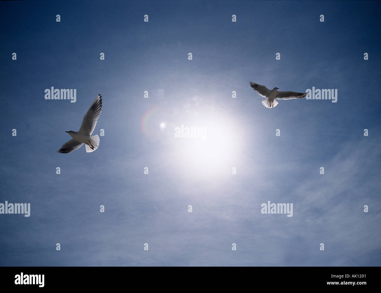 Testa nera i gabbiani in volo Foto Stock