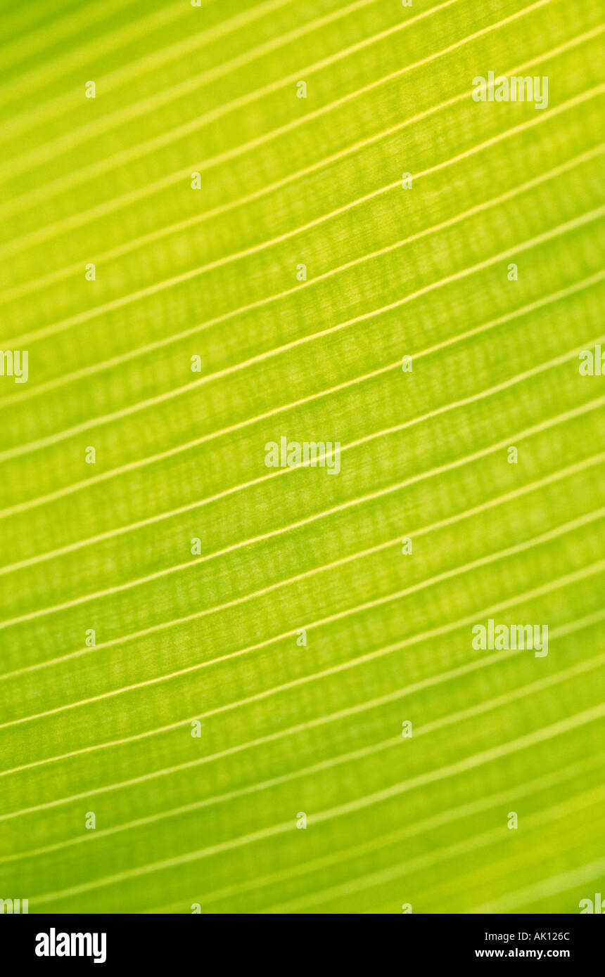 Close up di tropicale foglia verde Foto Stock
