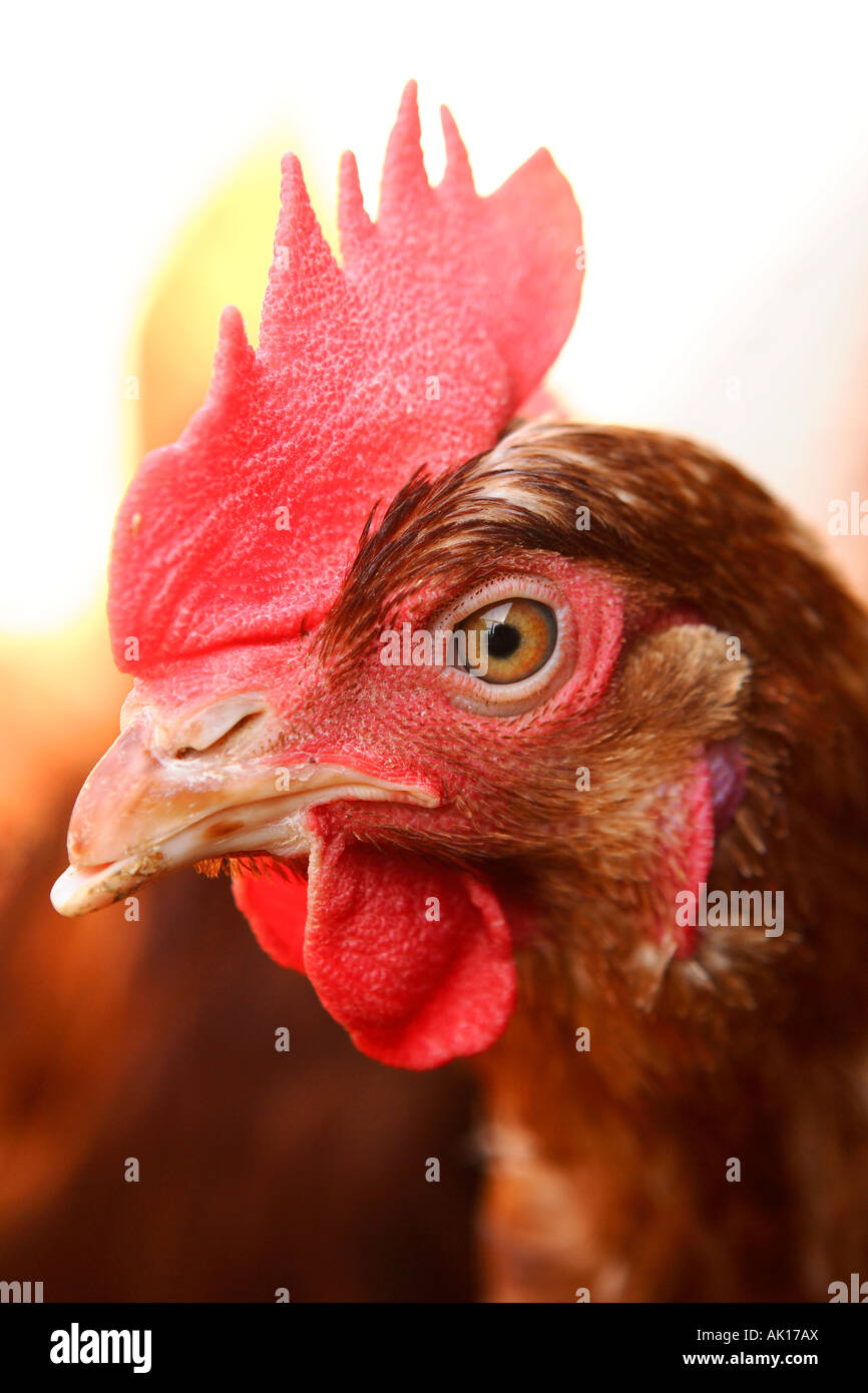 Punto di laici pollo Pullet Foto Stock