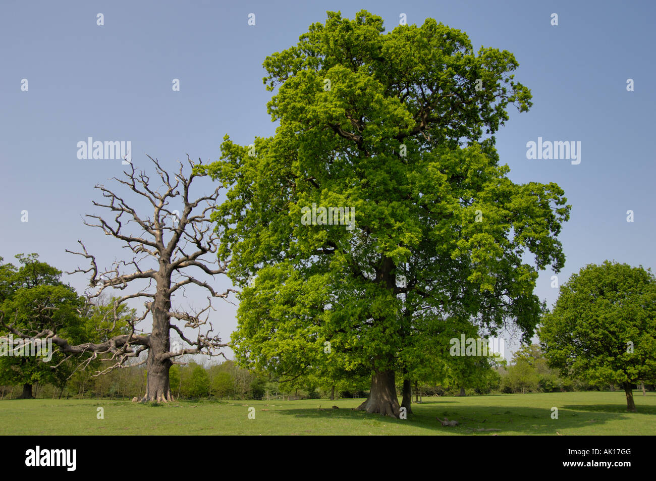 Alberi di quercia immagini e fotografie stock ad alta risoluzione - Alamy