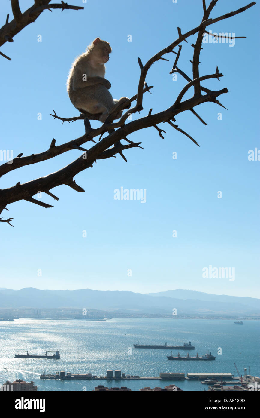 Barberia Ape o Barbary Macaque (Macaca sylvanus) seduto in un albero con una vista su per la linea, Upper Rock di Gibilterra, Spagna Foto Stock