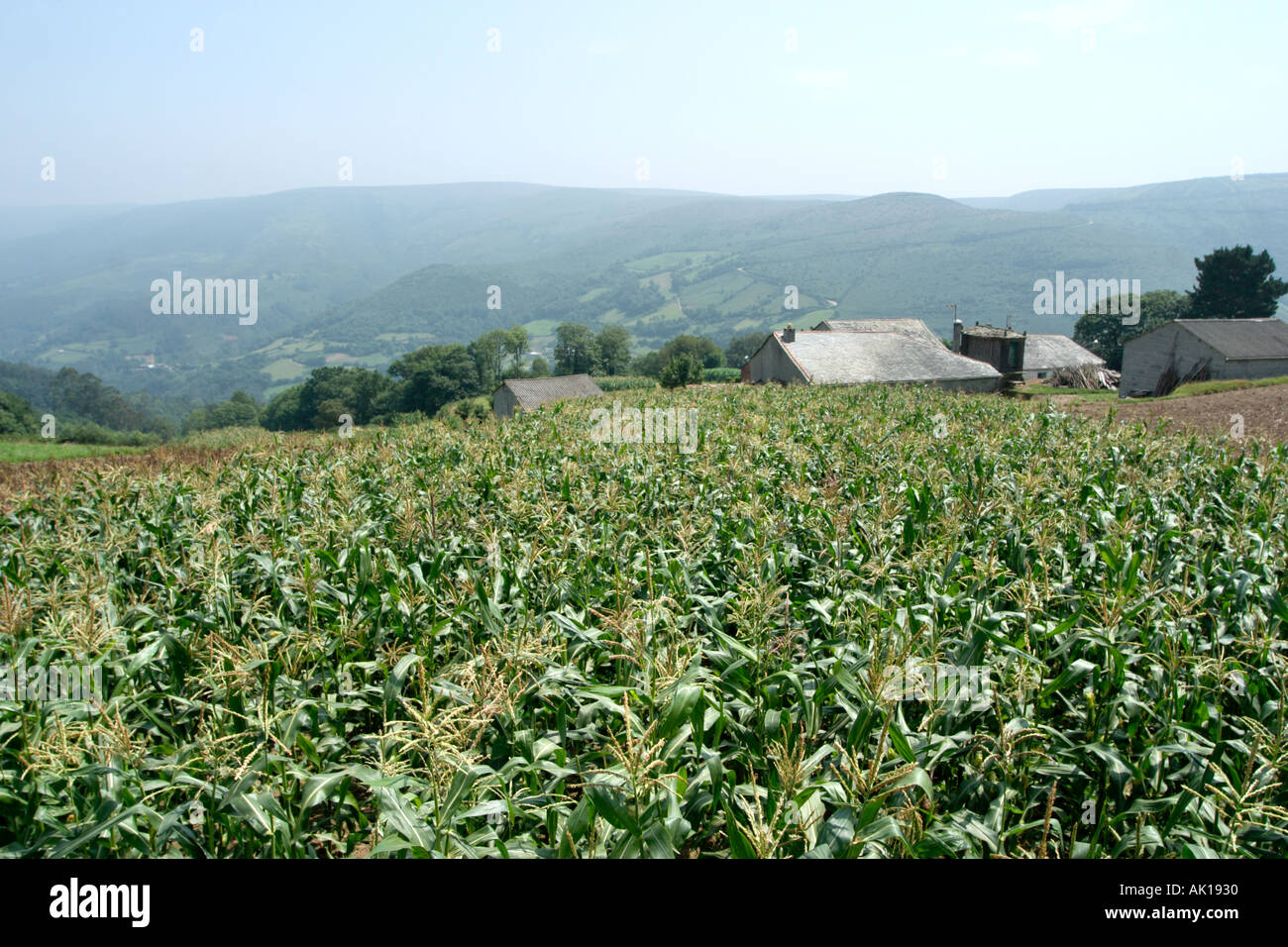 Paesaggio rurale in Galizia, Spagna settentrionale Foto Stock