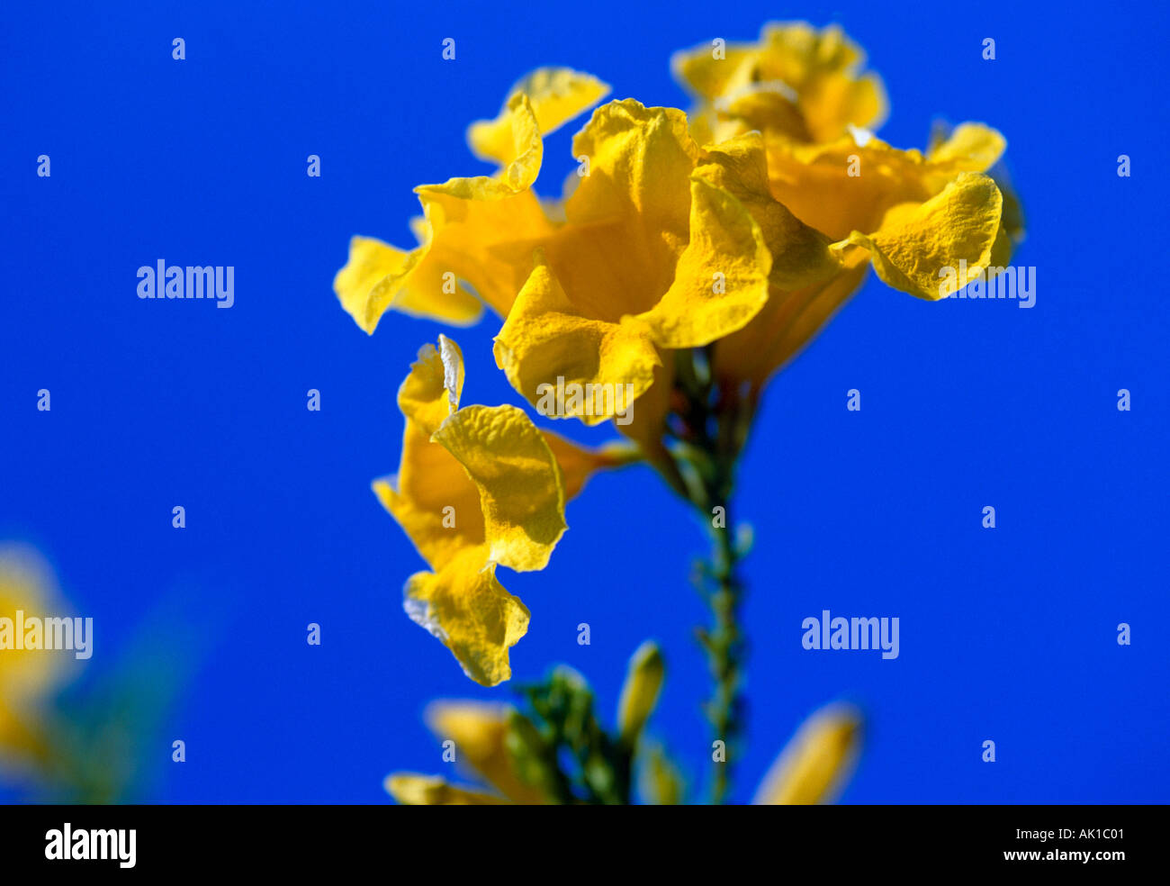 Turks Caicos Grand Turk Closeup di fiore giallo blu sullo sfondo del cielo Foto Stock