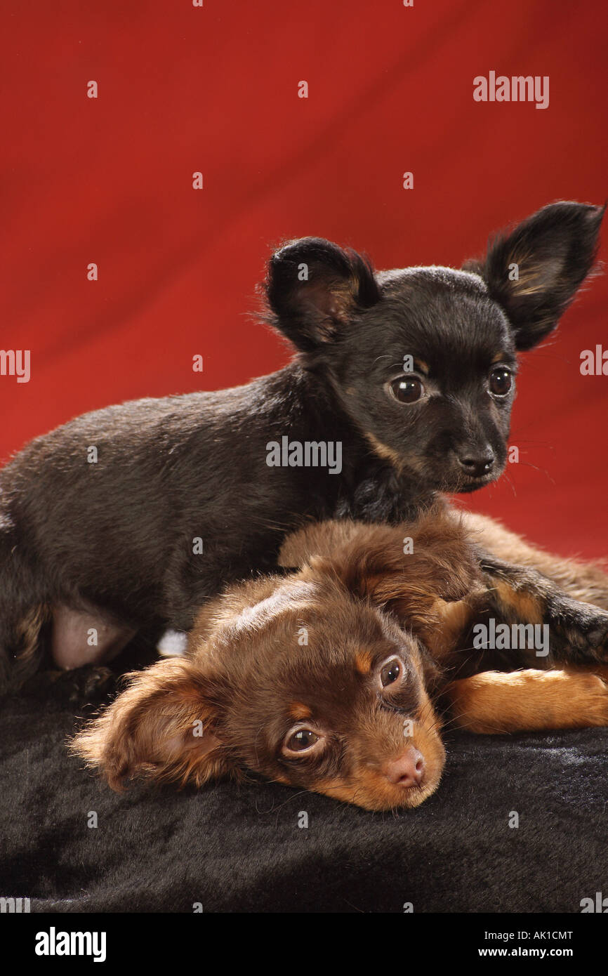 Due Toy Terrier cuccioli giacente uno su ciascun altro Foto Stock