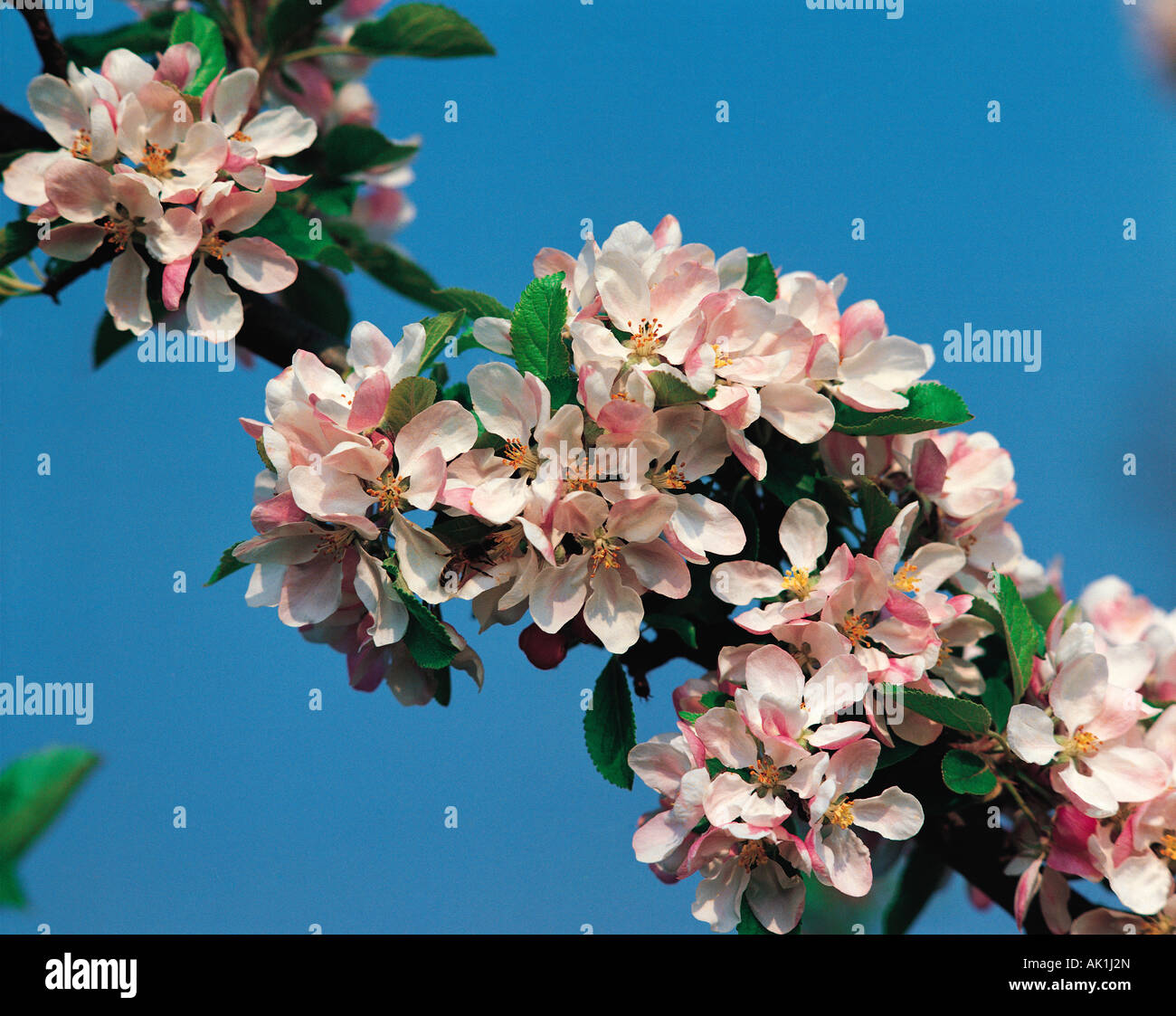 Outdoor close-up di crescita di Apple Blossom. Foto Stock