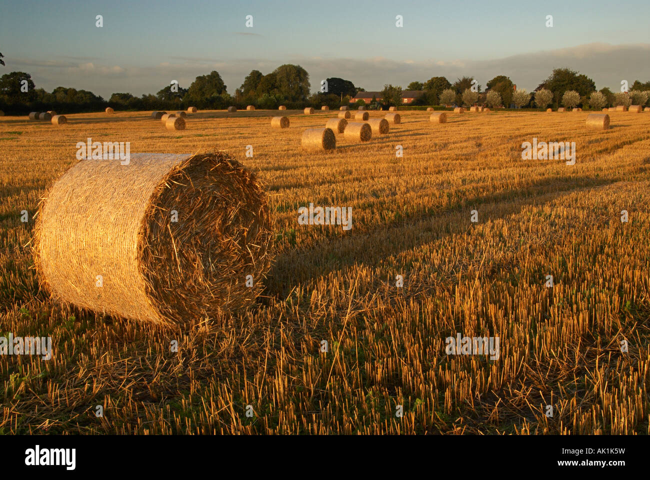 Campo di balle di paglia con la luce della sera Congleton CHESHIRE REGNO UNITO Foto Stock