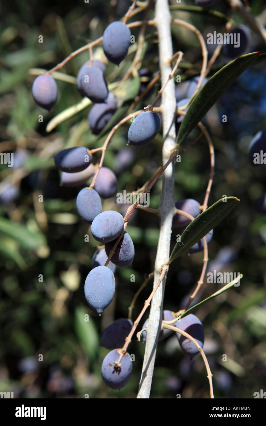 Il ramo di un albero di olivo con un raccolto pesante di ripe di olive nere Foto Stock