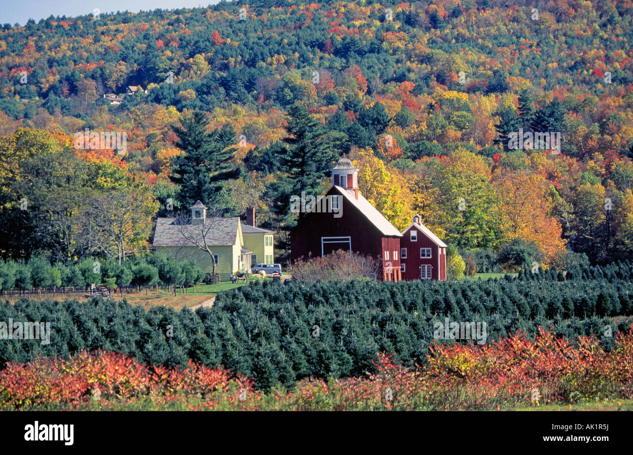 Un albero di Natale farm in ottobre come il colore di autunno cambiare sorpassa il verde delle montagne del Vermont Foto Stock