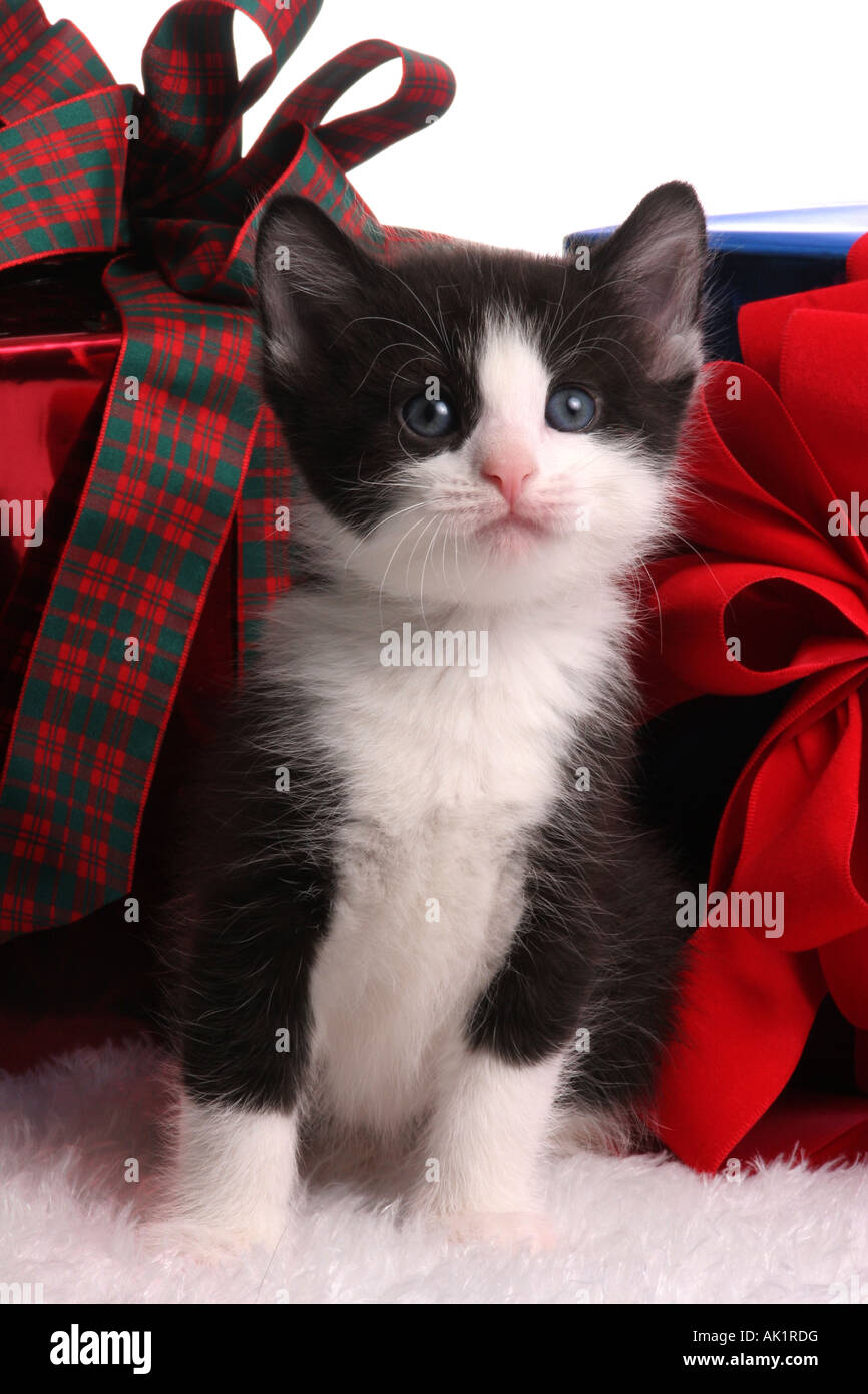 Un bianco e nero domestico gatto Kitty con Doni di natale Foto Stock