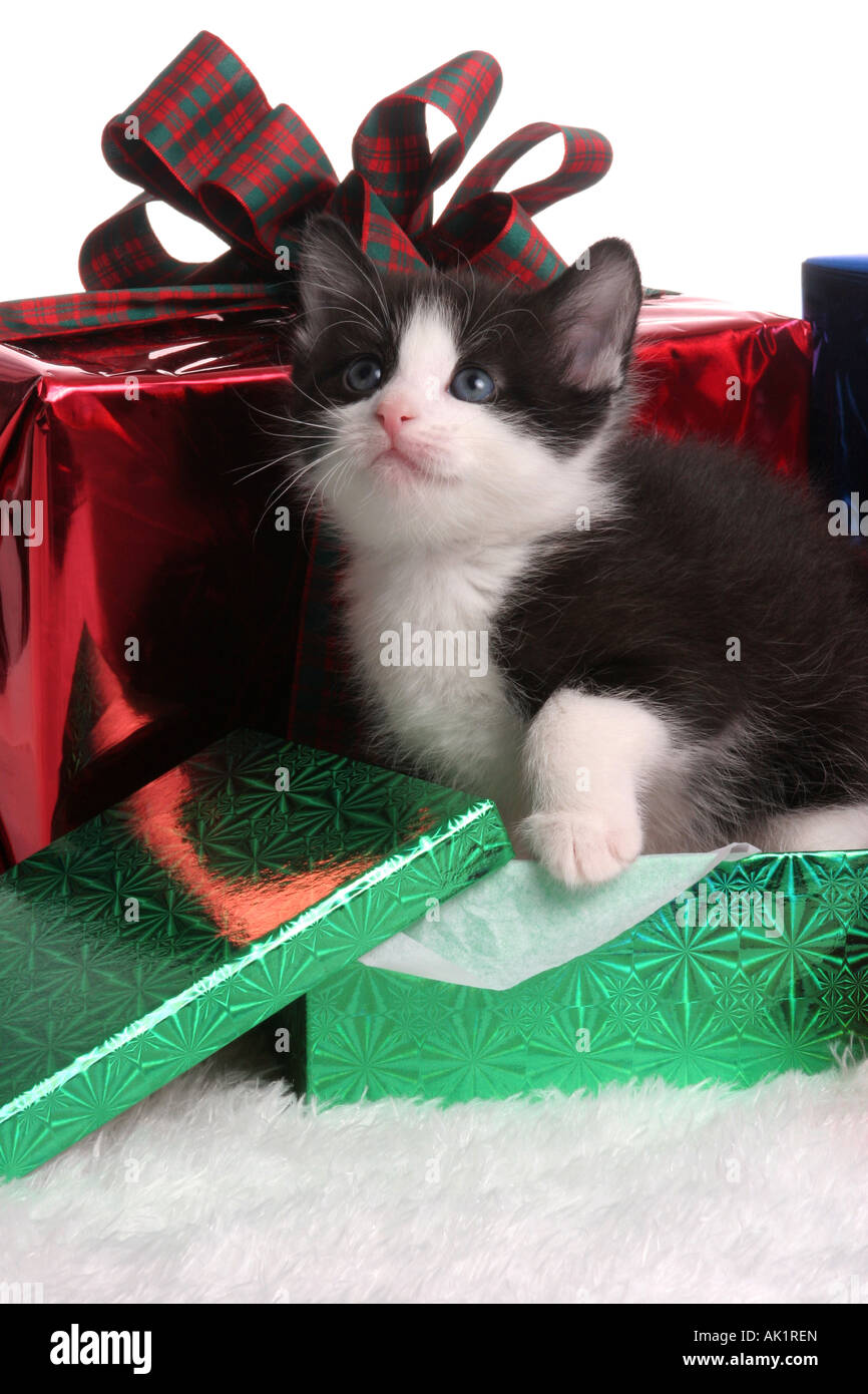 Un bianco e nero gattino domestico con i regali di Natale Foto Stock