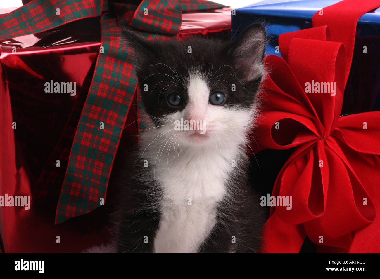 Un bianco e nero domestico gatto Kitty con Doni di natale Foto Stock