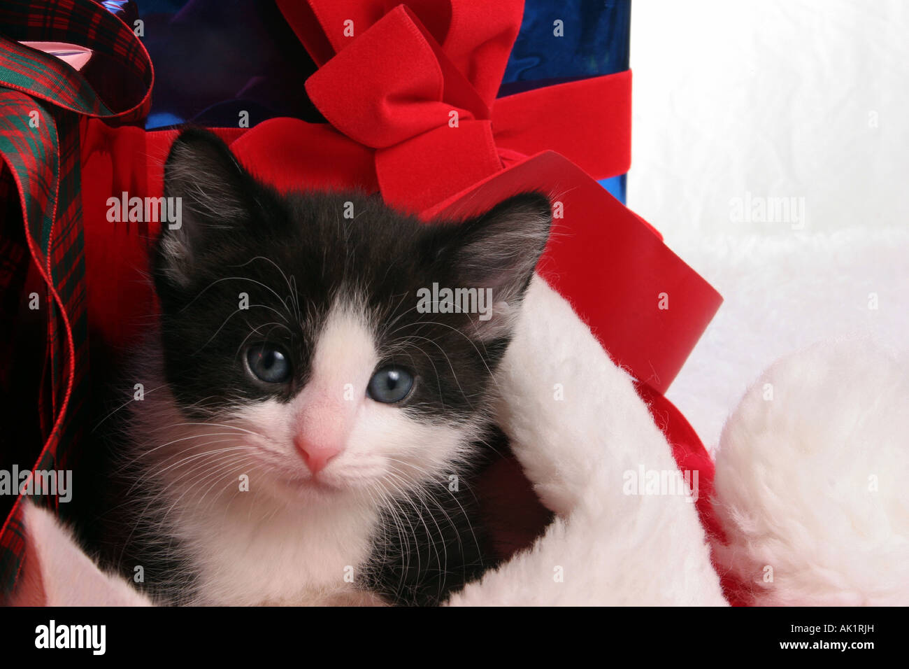 Bianco e Nero gattino in un cappello da Babbo Natale circondato da regali di Natale durante la stagione delle vacanze Foto Stock