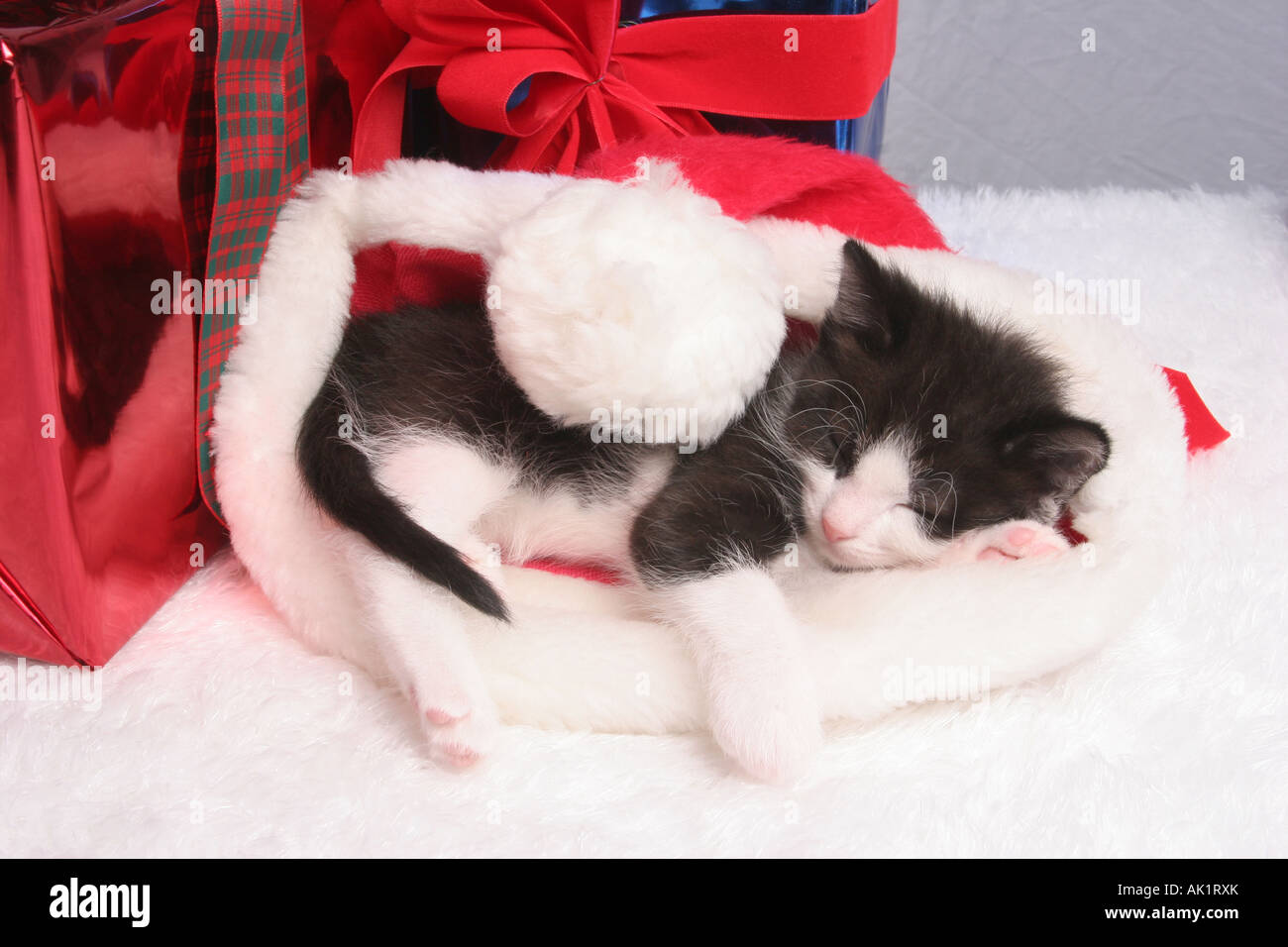 Un bianco e nero gattino dorme in un Christmas Santa Hat tra i regali di Natale Foto Stock