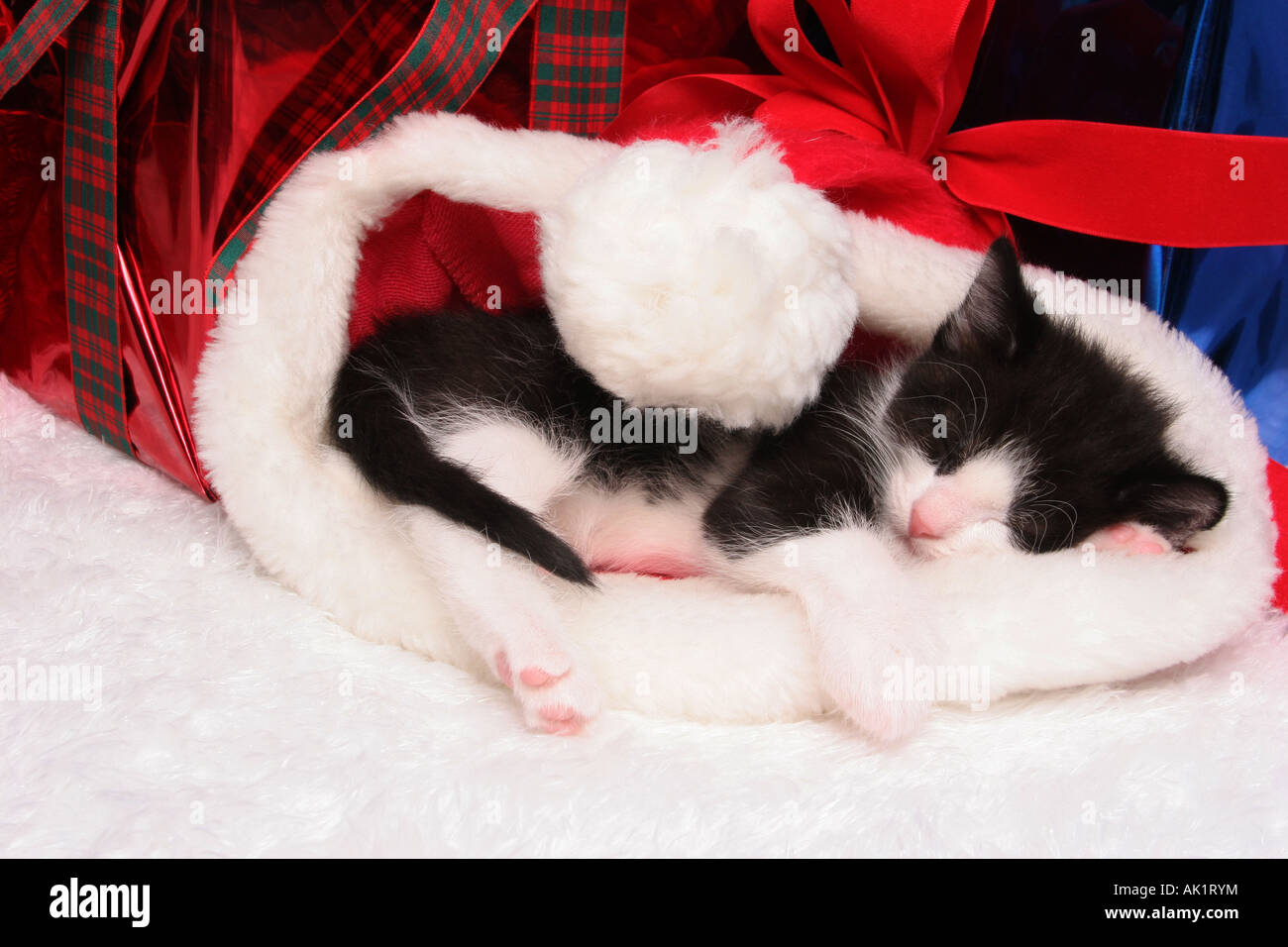Un bianco e nero gattino dorme in un cappello da Babbo Natale intorno i regali di Natale Foto Stock