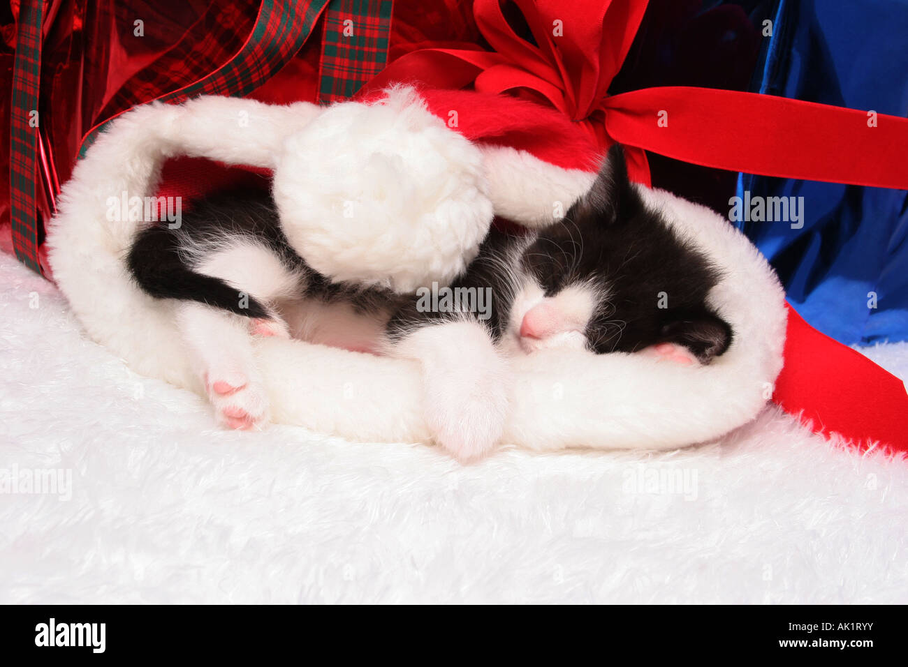 Un bianco e nero kitty cat dormire in un cappello da Babbo Natale a Natale tempo circondato da presenta Foto Stock