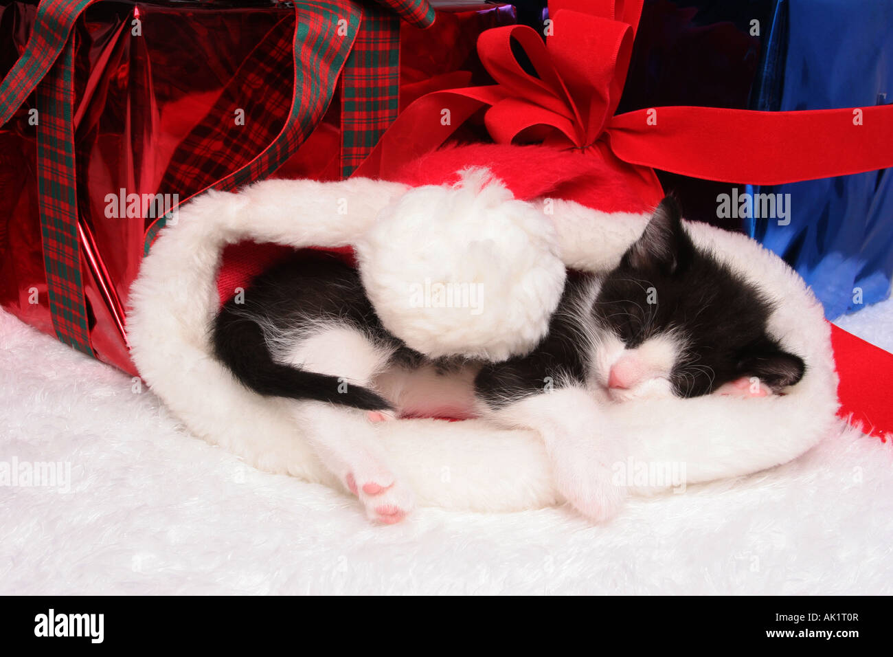 Un domestico baby gattino dorme in un cappello da Babbo Natale da regali di Natale Foto Stock