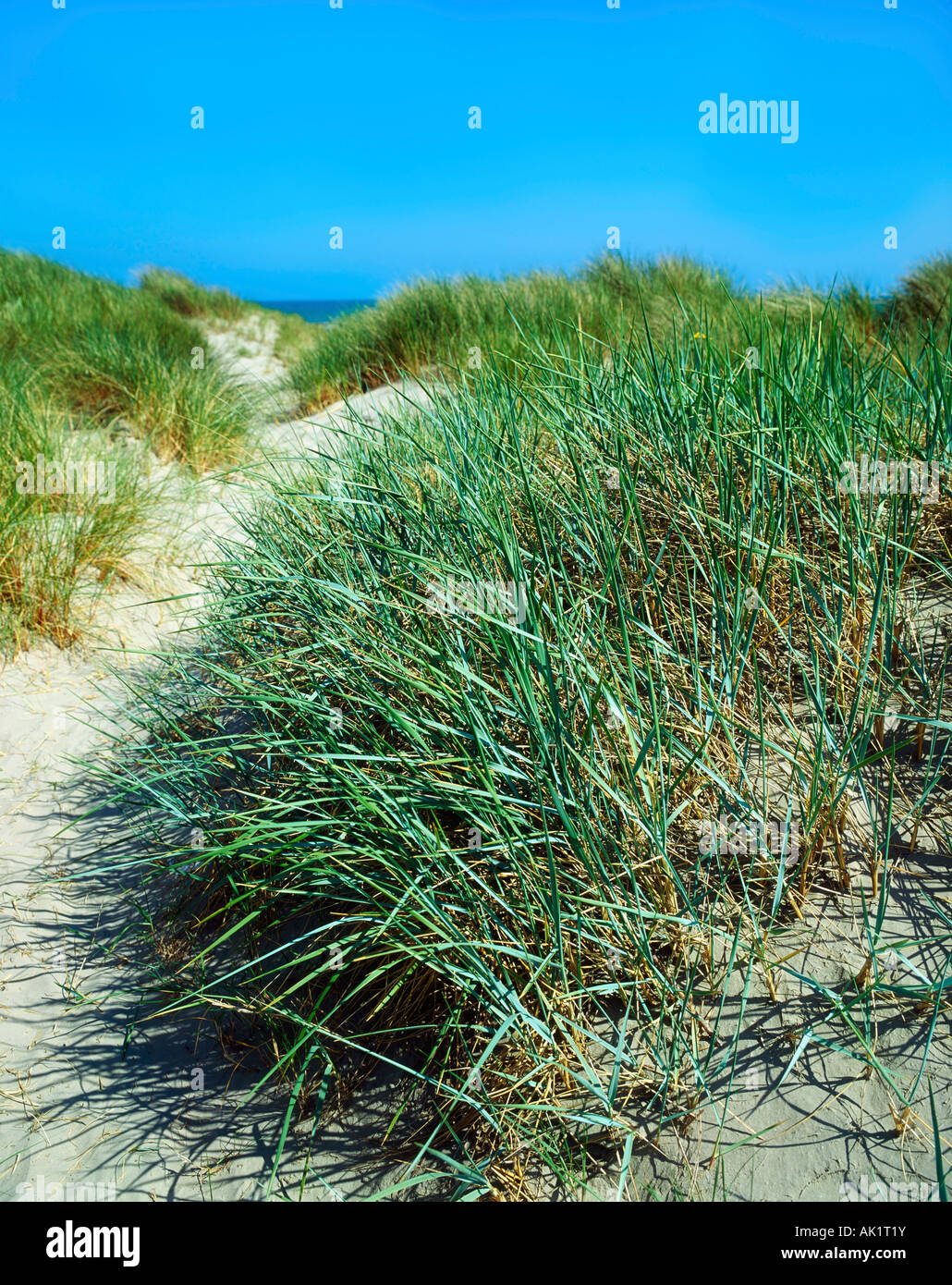 Erbe, dune di sabbia, Dollymount Strand, la baia di Dublino, Irlanda Foto Stock