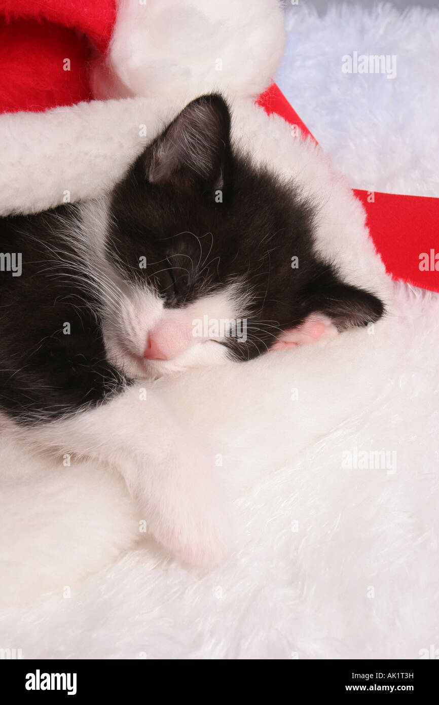 Un bianco e nero gattino napping in un cappello da Babbo Natale al tempo di Natale Foto Stock