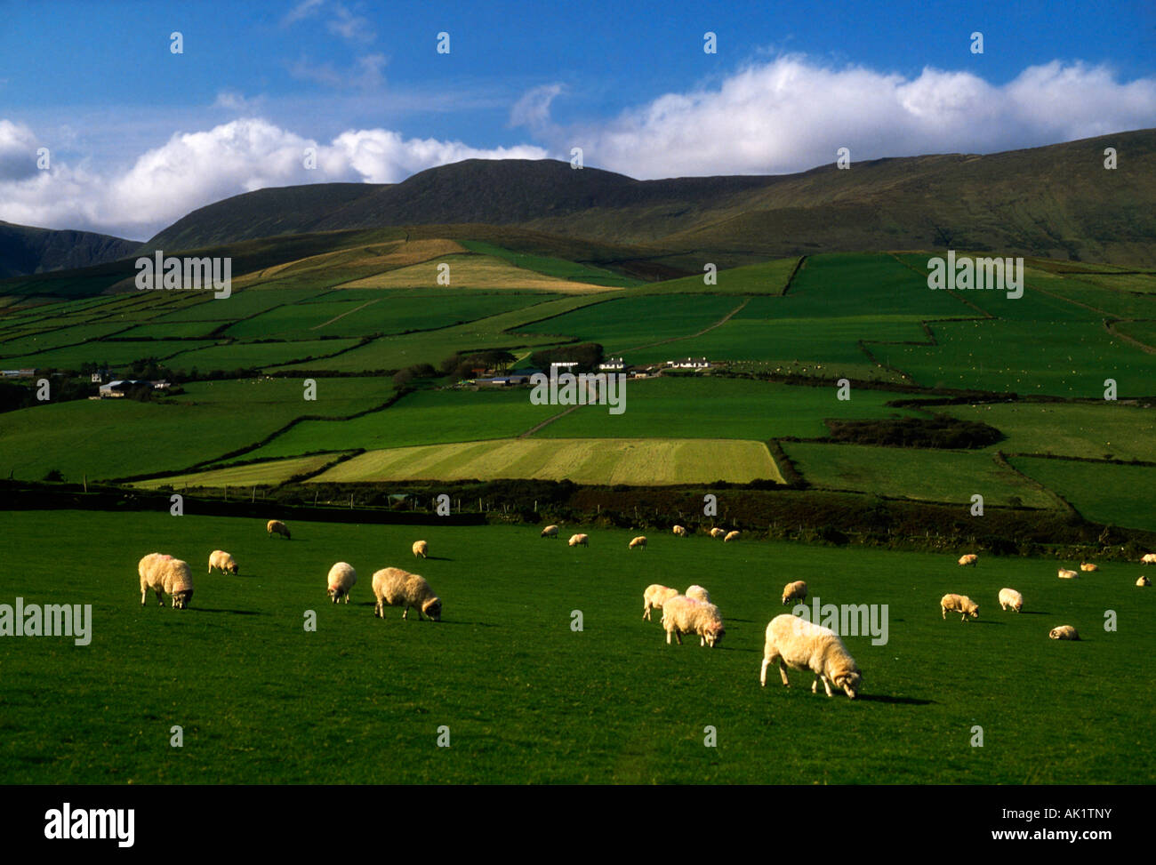 Pecore, penisola di Dingle, Co. Kerry, Irlanda Foto Stock