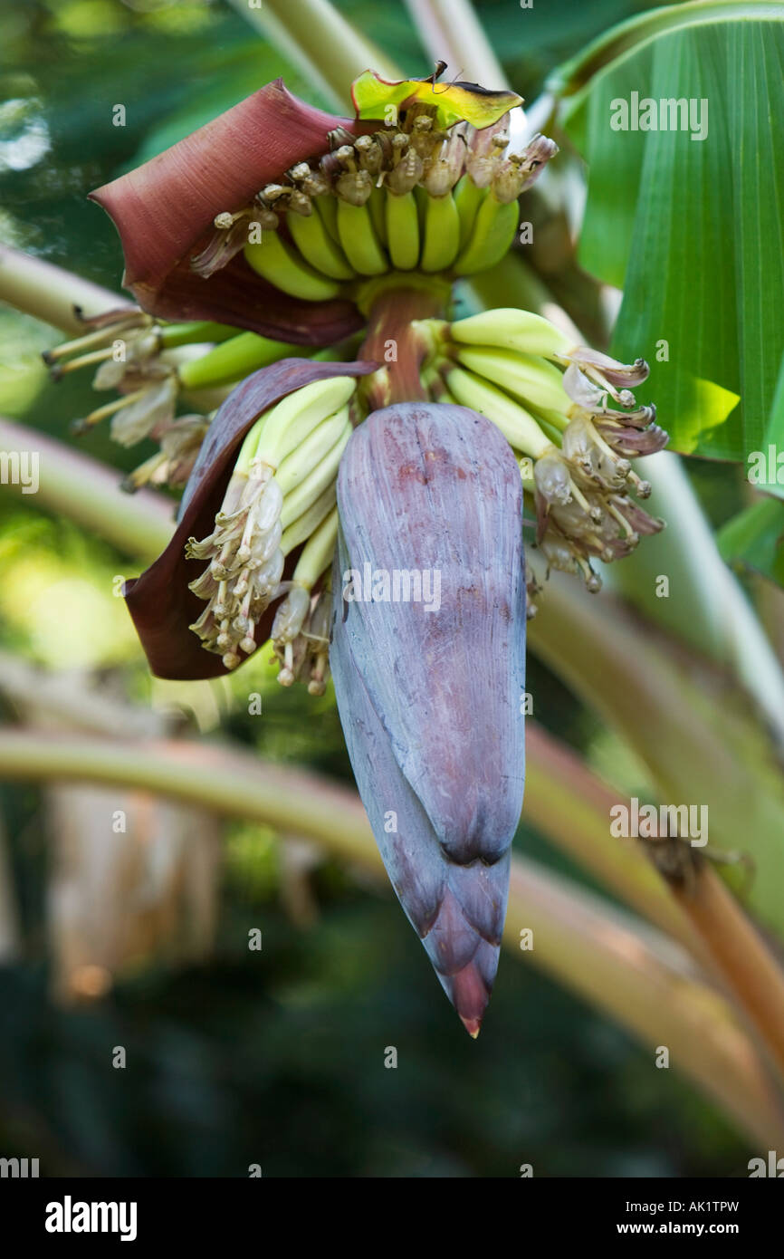 Banana Flower con giovane frutta nella campagna indiana. India Foto Stock