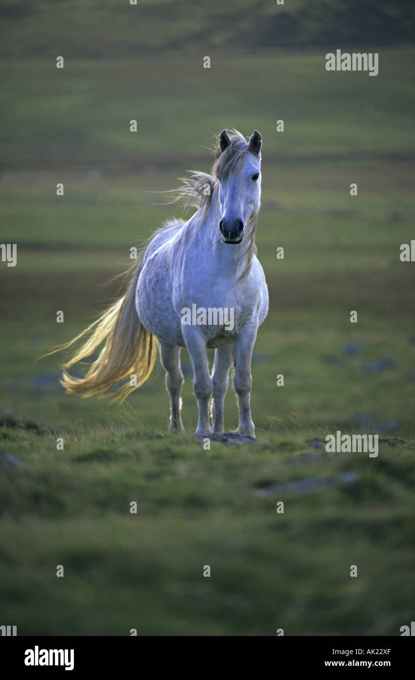 Bianco su pony Bodmin Moor Cornovaglia Foto Stock