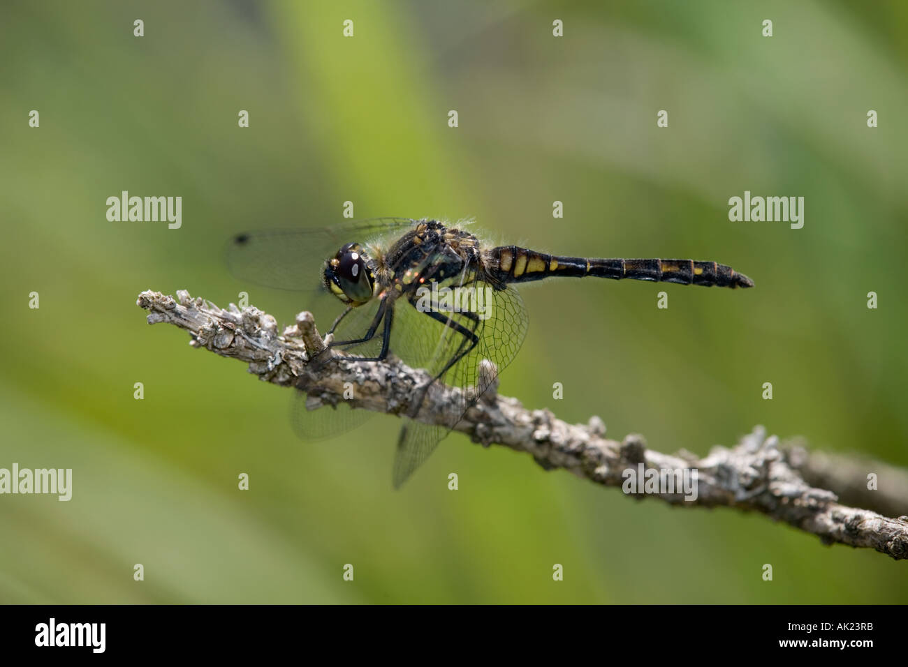 Nero darter dragonfly Sympetrum danae estate Cornovaglia Foto Stock