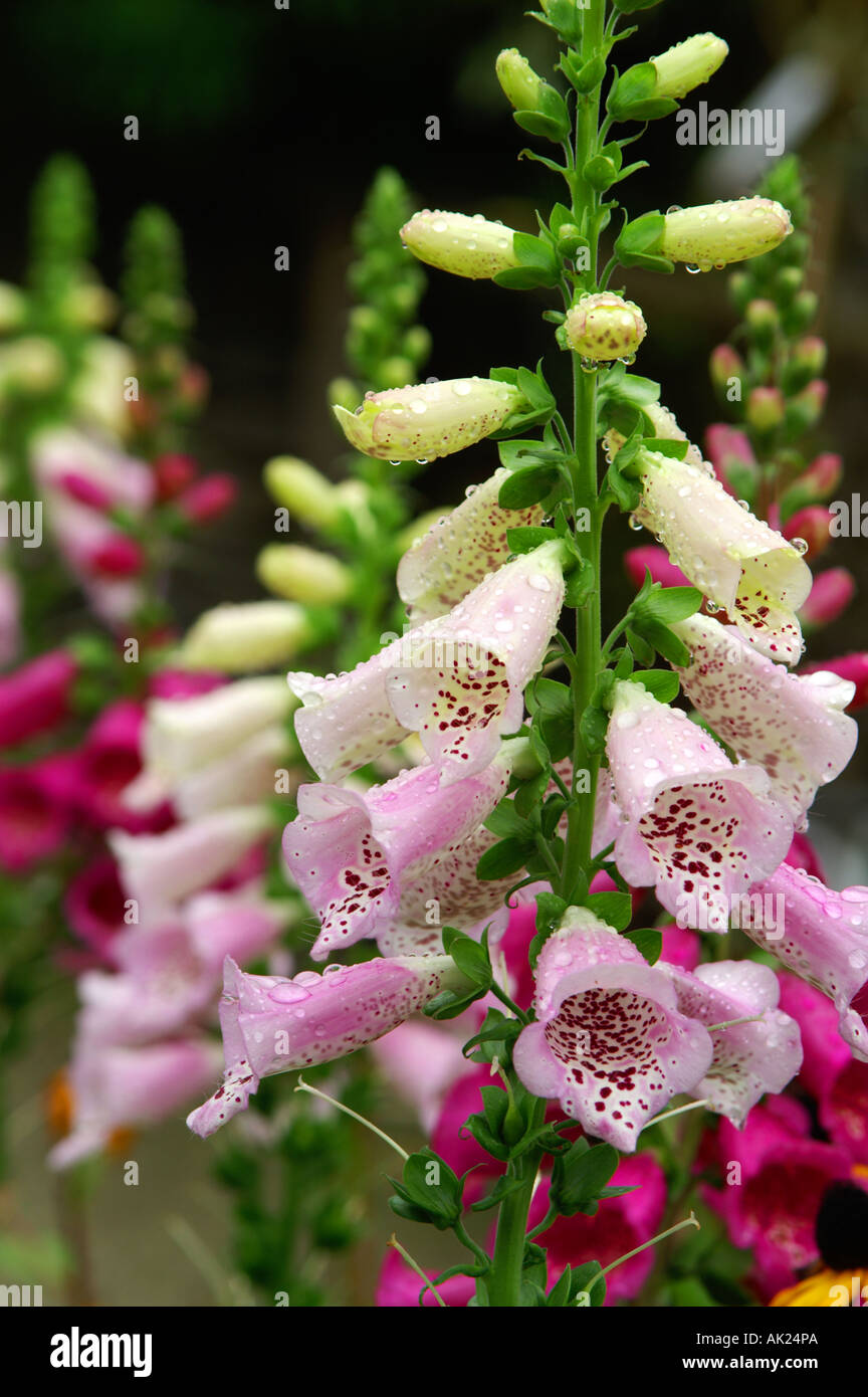 Foxglove Digitalis purpurea rosa pallido Cornovaglia Foto Stock