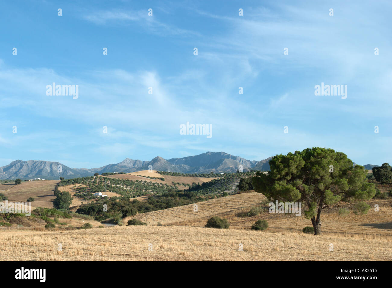 Paesaggio rurale nella regione di Ronda, Andalusia, Spagna Foto Stock
