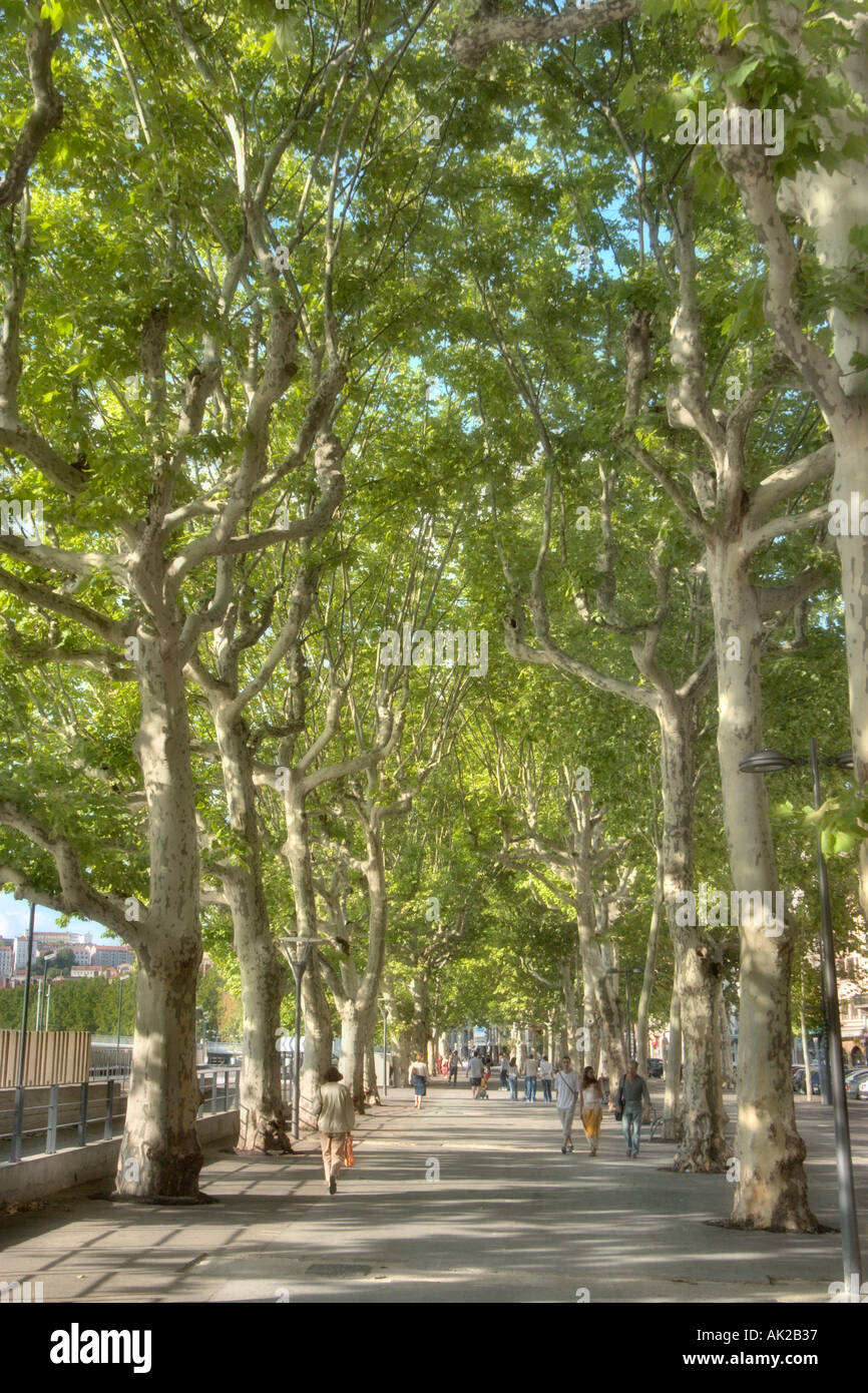 Soft focus shot del Quai Saint Antoine sulle rive del Fiume Saone, Presqu'ile a Lione, la Valle del Rodano, Francia Foto Stock