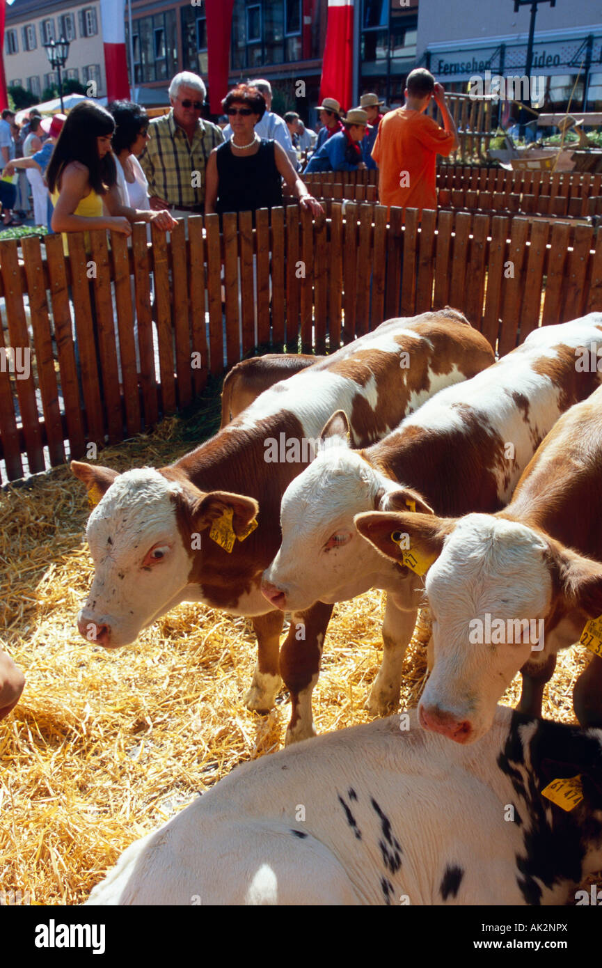 Cattles / Bad Saulgau Foto Stock