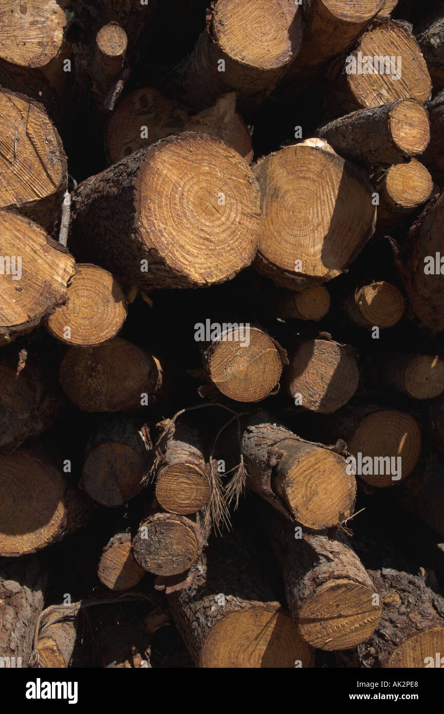 Pila di legno tagliato Foto Stock