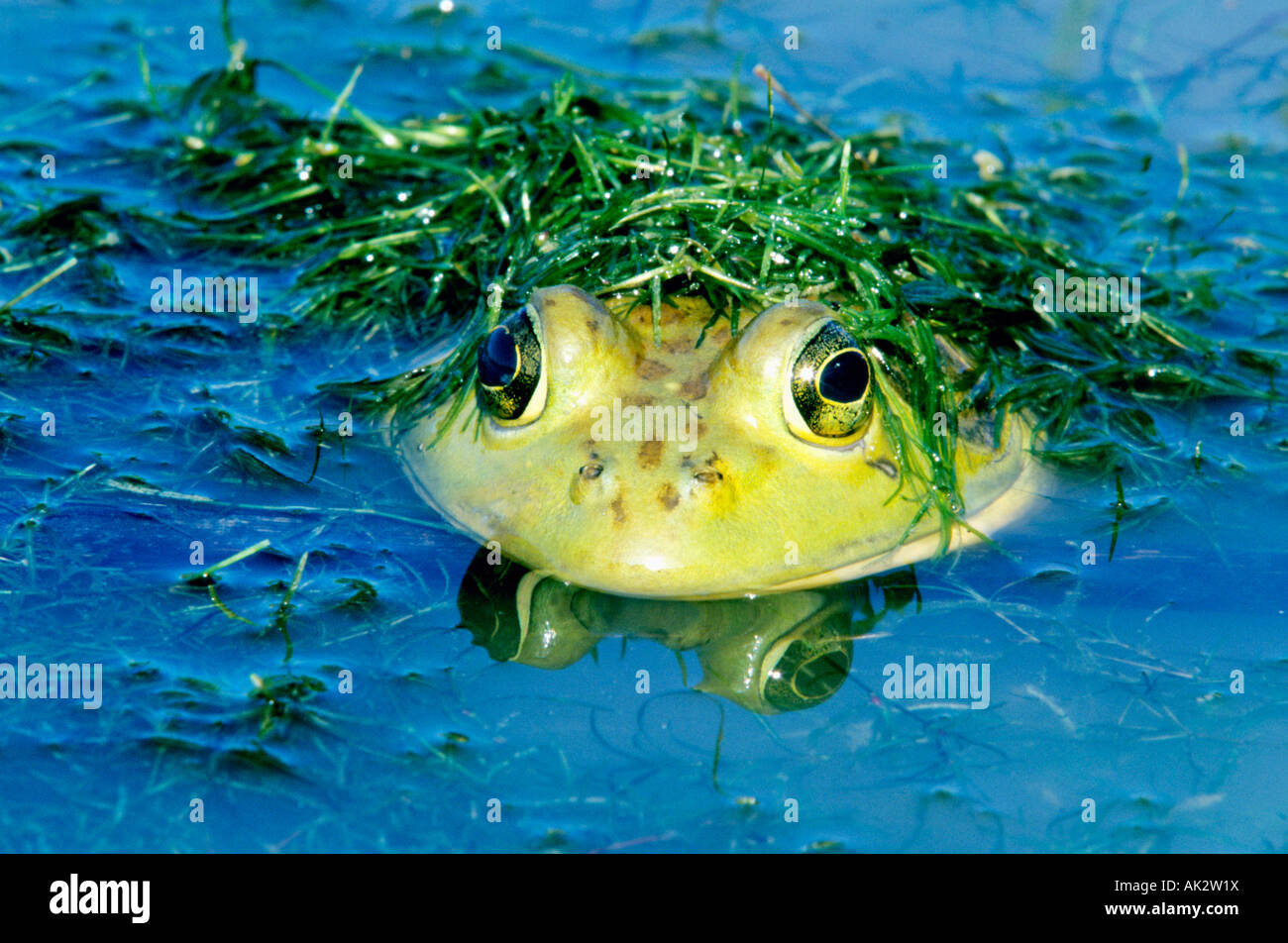 North American Bullfrog Foto Stock