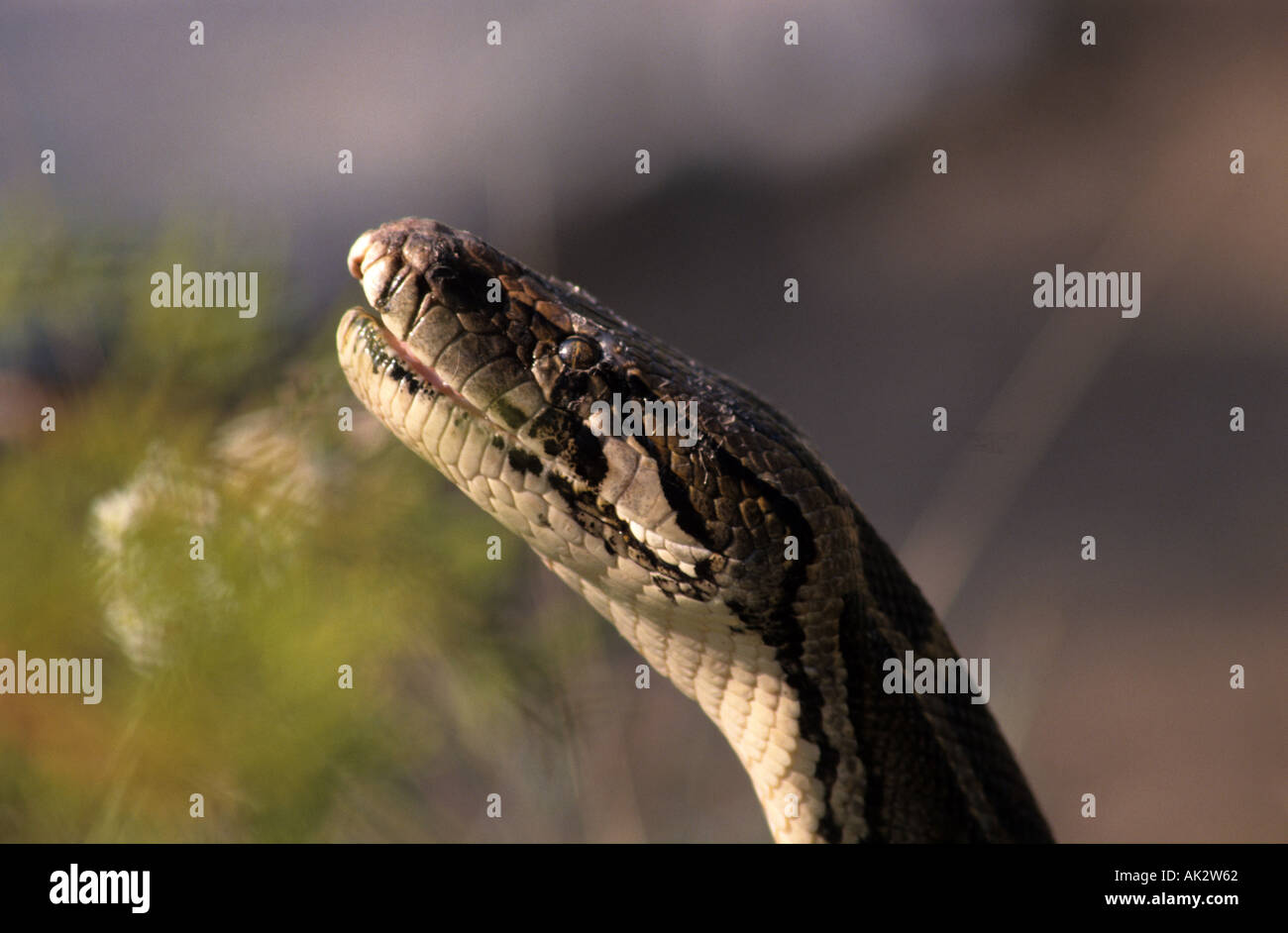 Rettile serpente Boa constrictor animali spaventosi serpente di strozzatura Foto Stock