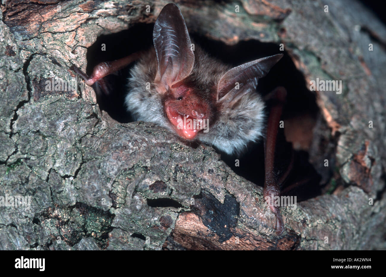 Bechstein bat. Foto Stock
